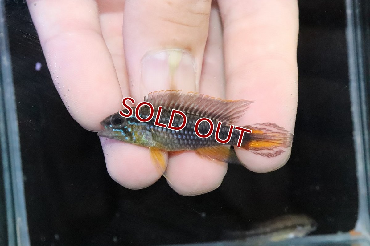 画像2: 【淡水魚】【通販】No3 アピストグラマ アガシジィ テフェ産 ワイルド【１ペア 個体販売】(アピストグラマ)(生体)(熱帯魚)NKＡＰ (2)