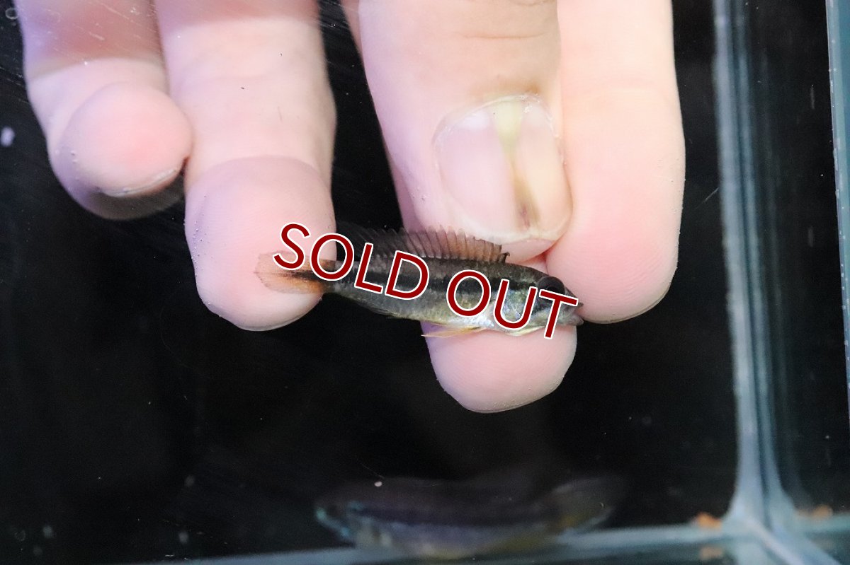 画像3: 【淡水魚】【通販】No3 アピストグラマ アガシジィ テフェ産 ワイルド【１ペア 個体販売】(アピストグラマ)(生体)(熱帯魚)NKＡＰ (3)