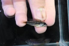 画像3: 【淡水魚】【通販】No3 アピストグラマ アガシジィ テフェ産 ワイルド【１ペア 個体販売】(アピストグラマ)(生体)(熱帯魚)NKＡＰ (3)