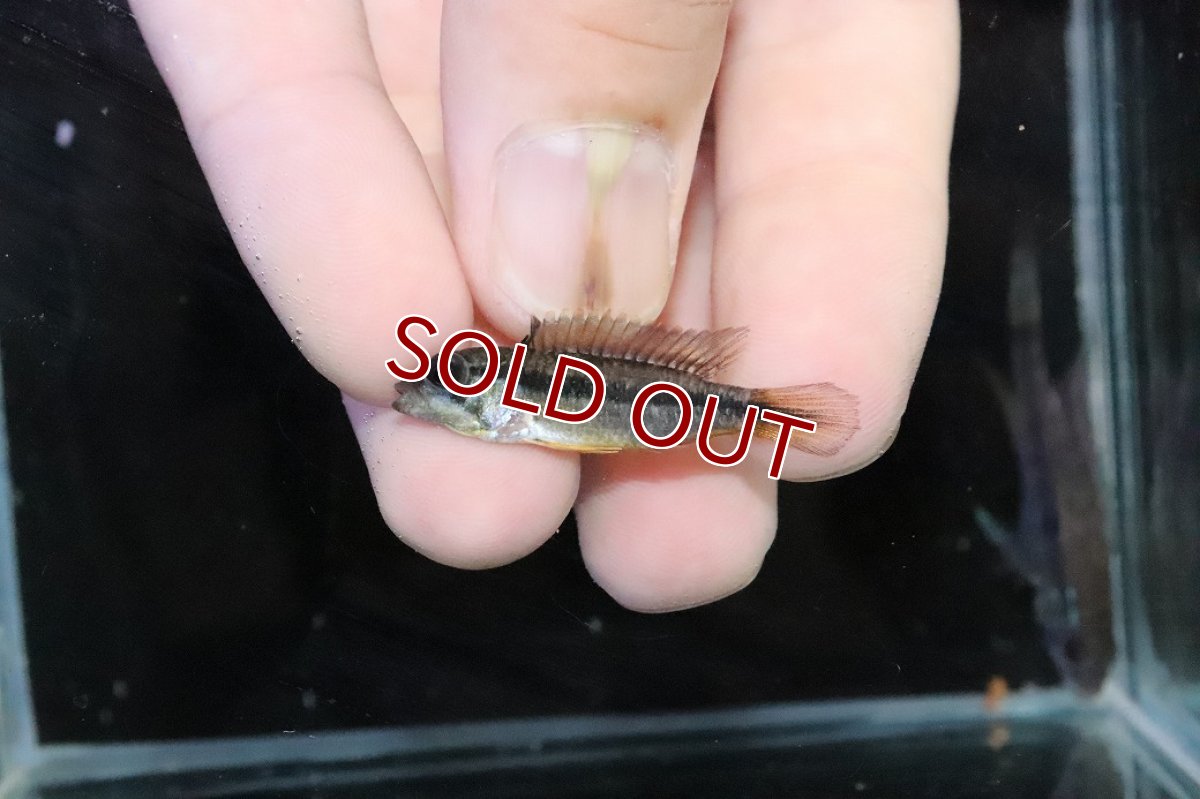 画像4: 【淡水魚】【通販】No3 アピストグラマ アガシジィ テフェ産 ワイルド【１ペア 個体販売】(アピストグラマ)(生体)(熱帯魚)NKＡＰ (4)