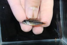 画像4: 【淡水魚】【通販】No3 アピストグラマ アガシジィ テフェ産 ワイルド【１ペア 個体販売】(アピストグラマ)(生体)(熱帯魚)NKＡＰ (4)