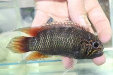 画像1: 【淡水魚】【通販】ビッグサイズ イバナカラ アドケタ サンガブリエル産 ワイルド【１ペア 個体販売】(±雄11雌9cm)(生体)(熱帯魚)NKAP (1)