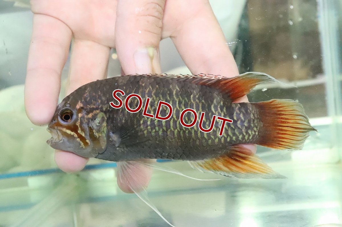 画像2: 【淡水魚】【通販】ビッグサイズ イバナカラ アドケタ サンガブリエル産 ワイルド【1ペア 個体販売】(±雄11雌9cm)(生体)(熱帯魚)NKAP (2)
