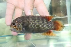 画像2: 【淡水魚】【通販】ビッグサイズ イバナカラ アドケタ サンガブリエル産 ワイルド【１ペア 個体販売】(±雄11雌9cm)(生体)(熱帯魚)NKAP (2)