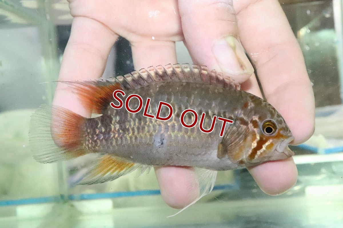 画像3: 【淡水魚】【通販】ビッグサイズ イバナカラ アドケタ サンガブリエル産 ワイルド【1ペア 個体販売】(±雄11雌9cm)(生体)(熱帯魚)NKAP (3)