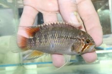 画像3: 【淡水魚】【通販】ビッグサイズ イバナカラ アドケタ サンガブリエル産 ワイルド【１ペア 個体販売】(±雄11雌9cm)(生体)(熱帯魚)NKAP (3)
