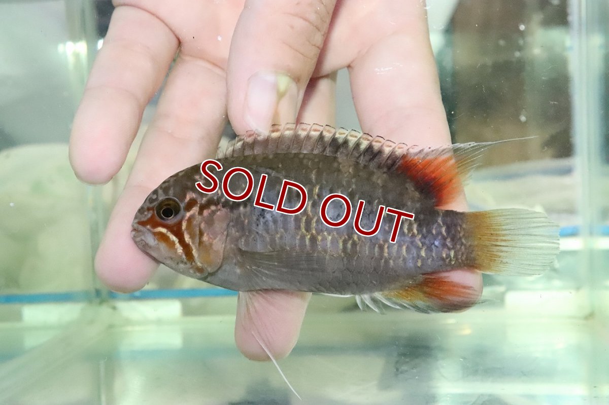 画像4: 【淡水魚】【通販】ビッグサイズ イバナカラ アドケタ サンガブリエル産 ワイルド【1ペア 個体販売】(±雄11雌9cm)(生体)(熱帯魚)NKAP (4)