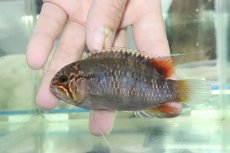 画像4: 【淡水魚】【通販】ビッグサイズ イバナカラ アドケタ サンガブリエル産 ワイルド【１ペア 個体販売】(±雄11雌9cm)(生体)(熱帯魚)NKAP (4)