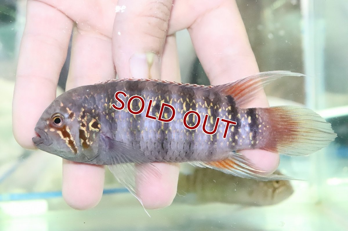 画像2: 【淡水魚】【通販】ビッグサイズ イバナカラ アドケタ クイアリ産 ワイルド【１ペア 個体販売】(±雄11雌8cm)(生体)(熱帯魚)NKAP (2)