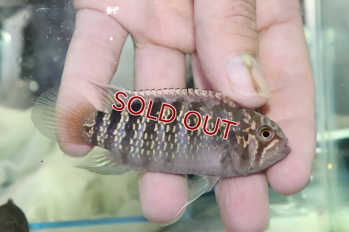 画像3: 【淡水魚】【通販】ビッグサイズ イバナカラ アドケタ クイアリ産 ワイルド【１ペア 個体販売】(±雄11雌8cm)(生体)(熱帯魚)NKAP (3)