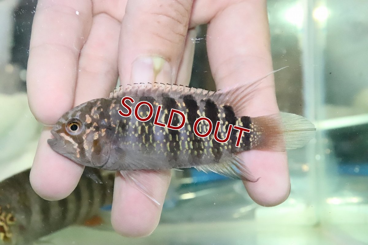 画像4: 【淡水魚】【通販】ビッグサイズ イバナカラ アドケタ クイアリ産 ワイルド【１ペア 個体販売】(±雄11雌8cm)(生体)(熱帯魚)NKAP (4)