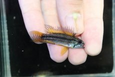 画像1: 【淡水魚】【通販】No1 ツインバー アピストグラマ ビタエニアータ テフェ産【１ペア 個体販売】(アピストグラマ)(生体)(熱帯魚)NKAP (1)