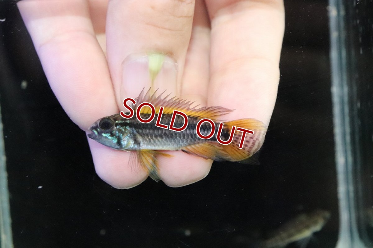 画像2: 【淡水魚】【通販】No1 ツインバー アピストグラマ ビタエニアータ テフェ産【１ペア 個体販売】(アピストグラマ)(生体)(熱帯魚)NKAP (2)