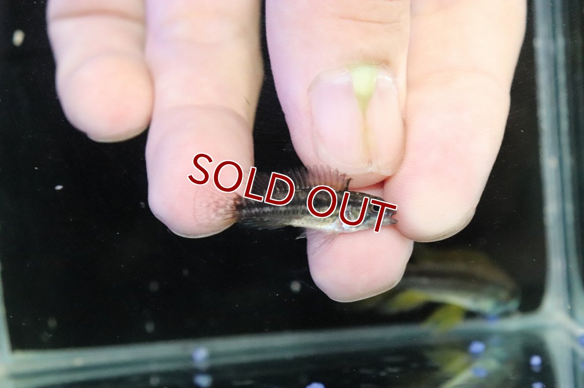 画像3: 【淡水魚】【通販】No1 ツインバー アピストグラマ ビタエニアータ テフェ産【１ペア 個体販売】(アピストグラマ)(生体)(熱帯魚)NKAP (3)