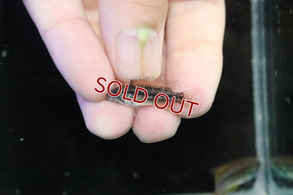 画像4: 【淡水魚】【通販】No1 ツインバー アピストグラマ ビタエニアータ テフェ産【１ペア 個体販売】(アピストグラマ)(生体)(熱帯魚)NKAP (4)