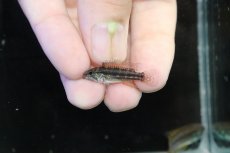 画像4: 【淡水魚】【通販】No1 ツインバー アピストグラマ ビタエニアータ テフェ産【１ペア 個体販売】(アピストグラマ)(生体)(熱帯魚)NKAP (4)