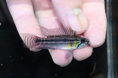 画像1: 【淡水魚】【通販】No2 アピストグラマ ビタエニアータ テフェ産【１ペア 個体販売】(アピストグラマ)(生体)(熱帯魚)NKAP (1)