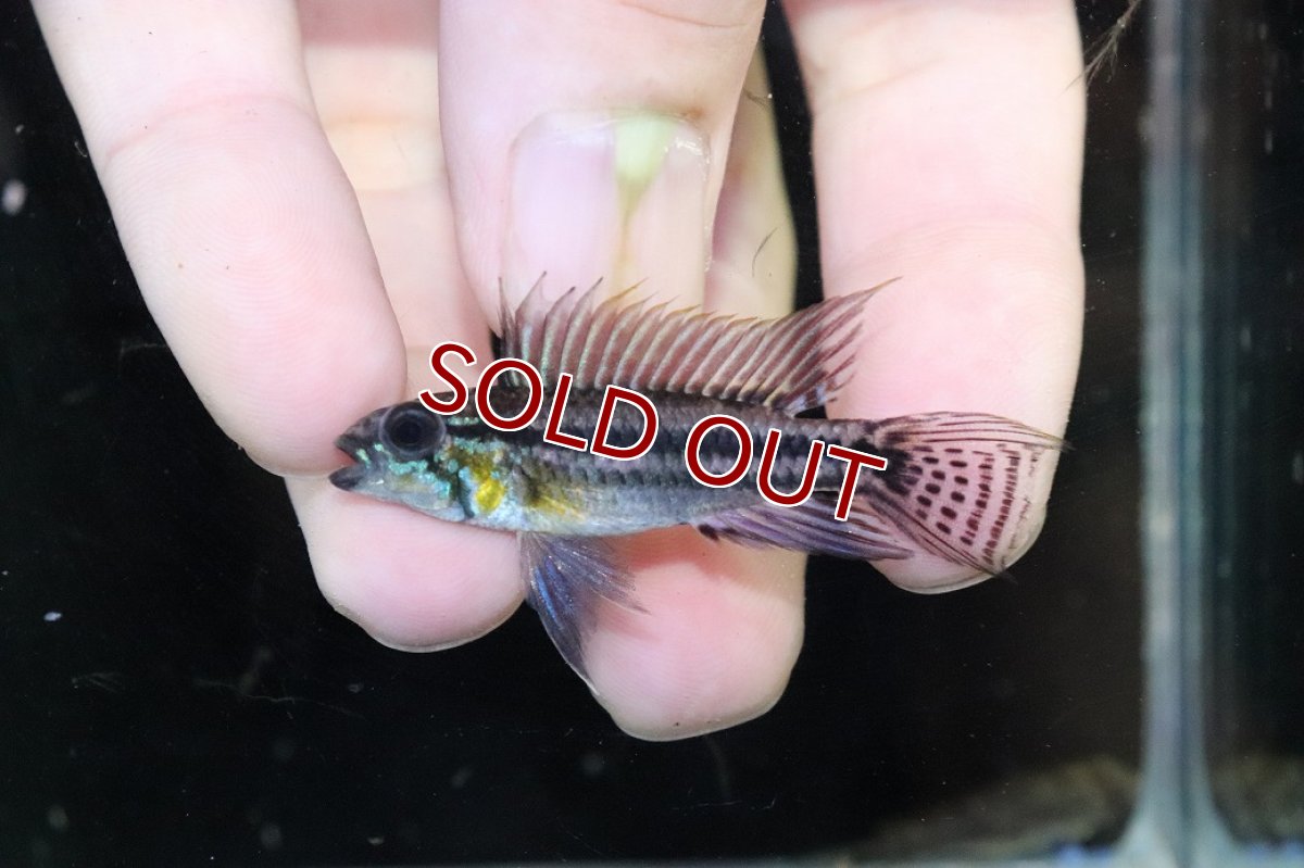 画像2: 【淡水魚】【通販】No2 アピストグラマ ビタエニアータ テフェ産【１ペア 個体販売】(アピストグラマ)(生体)(熱帯魚)NKAP (2)