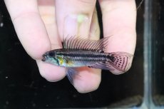 画像2: 【淡水魚】【通販】No2 アピストグラマ ビタエニアータ テフェ産【１ペア 個体販売】(アピストグラマ)(生体)(熱帯魚)NKAP (2)