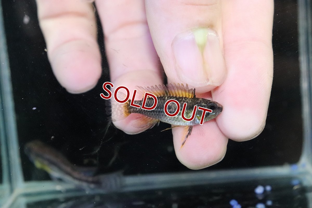 画像3: 【淡水魚】【通販】No2 アピストグラマ ビタエニアータ テフェ産【１ペア 個体販売】(アピストグラマ)(生体)(熱帯魚)NKAP (3)