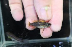 画像3: 【淡水魚】【通販】No2 アピストグラマ ビタエニアータ テフェ産【１ペア 個体販売】(アピストグラマ)(生体)(熱帯魚)NKAP (3)
