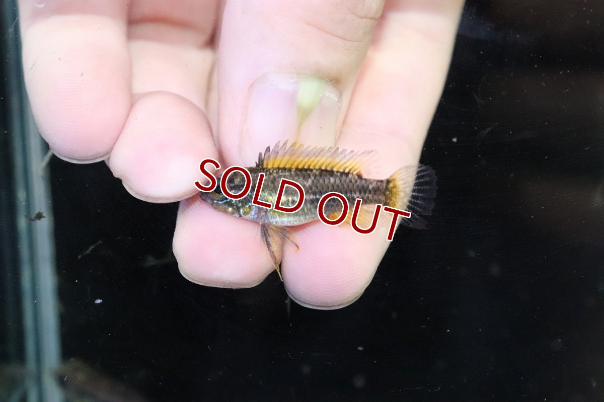 画像4: 【淡水魚】【通販】No2 アピストグラマ ビタエニアータ テフェ産【１ペア 個体販売】(アピストグラマ)(生体)(熱帯魚)NKAP (4)