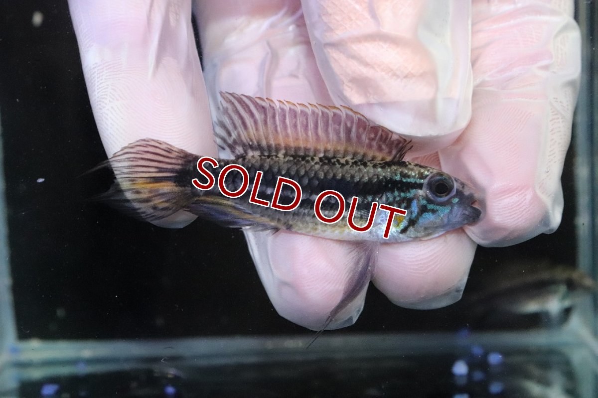 画像1: 【淡水魚】【通販】No1 アピストグラマ メンデジー サンタイザベル産 ワイルド【１ペア 個体販売】(アピストグラマ)(生体)(熱帯魚)NKAP (1)