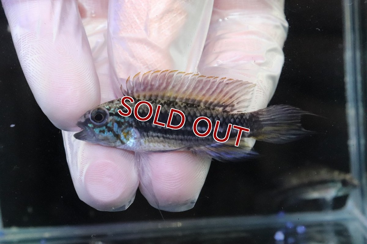 画像2: 【淡水魚】【通販】No1 アピストグラマ メンデジー サンタイザベル産 ワイルド【１ペア 個体販売】(アピストグラマ)(生体)(熱帯魚)NKAP (2)