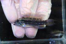 画像2: 【淡水魚】【通販】No1 アピストグラマ メンデジー サンタイザベル産 ワイルド【１ペア 個体販売】(アピストグラマ)(生体)(熱帯魚)NKAP (2)