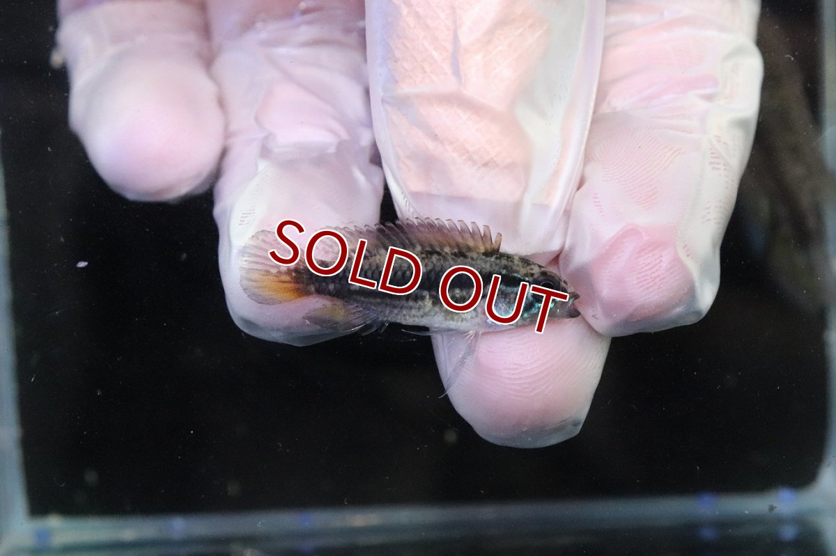 画像3: 【淡水魚】【通販】No1 アピストグラマ メンデジー サンタイザベル産 ワイルド【１ペア 個体販売】(アピストグラマ)(生体)(熱帯魚)NKAP (3)