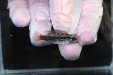 画像3: 【淡水魚】【通販】No1 アピストグラマ メンデジー サンタイザベル産 ワイルド【１ペア 個体販売】(アピストグラマ)(生体)(熱帯魚)NKAP (3)