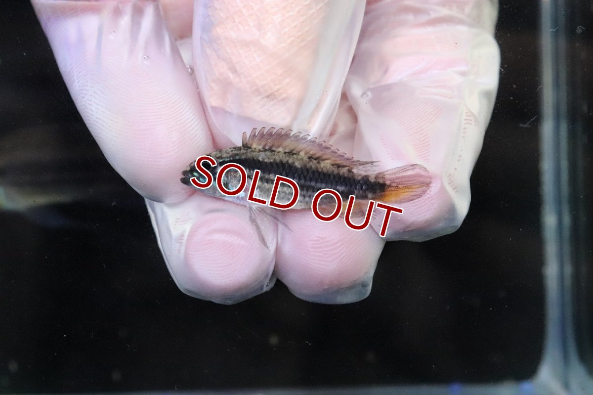 画像4: 【淡水魚】【通販】No1 アピストグラマ メンデジー サンタイザベル産 ワイルド【１ペア 個体販売】(アピストグラマ)(生体)(熱帯魚)NKAP (4)