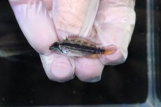 画像4: 【淡水魚】【通販】No1 アピストグラマ メンデジー サンタイザベル産 ワイルド【１ペア 個体販売】(アピストグラマ)(生体)(熱帯魚)NKAP (4)