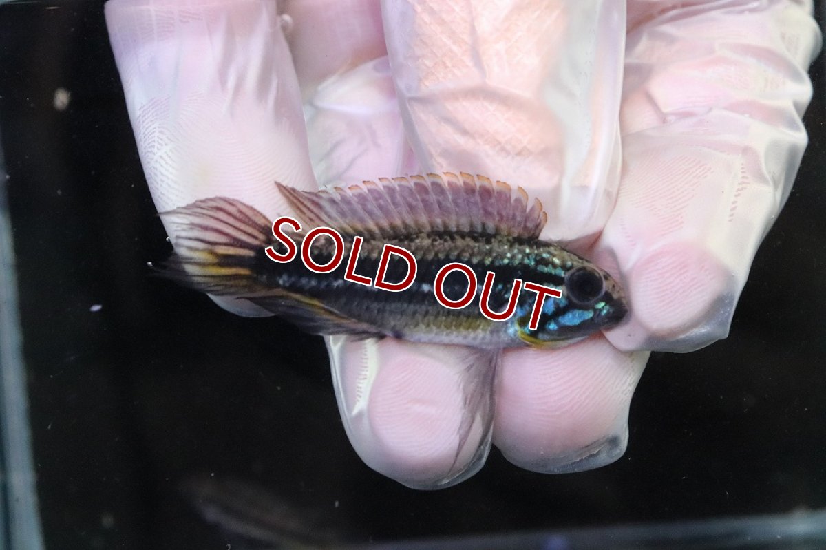 画像1: 【淡水魚】【通販】No2 アピストグラマ メンデジー サンタイザベル産 ワイルド【１ペア 個体販売】(アピストグラマ)(生体)(熱帯魚)NKAP (1)