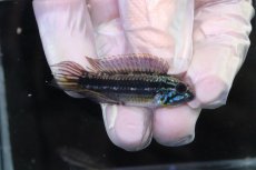 画像1: 【淡水魚】【通販】No2 アピストグラマ メンデジー サンタイザベル産 ワイルド【１ペア 個体販売】(アピストグラマ)(生体)(熱帯魚)NKAP (1)