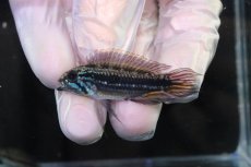画像2: 【淡水魚】【通販】No2 アピストグラマ メンデジー サンタイザベル産 ワイルド【１ペア 個体販売】(アピストグラマ)(生体)(熱帯魚)NKAP (2)