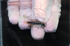 画像3: 【淡水魚】【通販】No2 アピストグラマ メンデジー サンタイザベル産 ワイルド【１ペア 個体販売】(アピストグラマ)(生体)(熱帯魚)NKAP (3)