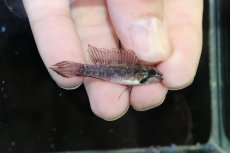 画像1: 【淡水魚】【通販】頬赤 No1 アピストグラマ エリザベサエ イサナ産 ワイルド【１ペア 個体販売】(アピストグラマ)(生体)(熱帯魚)NKAP (1)