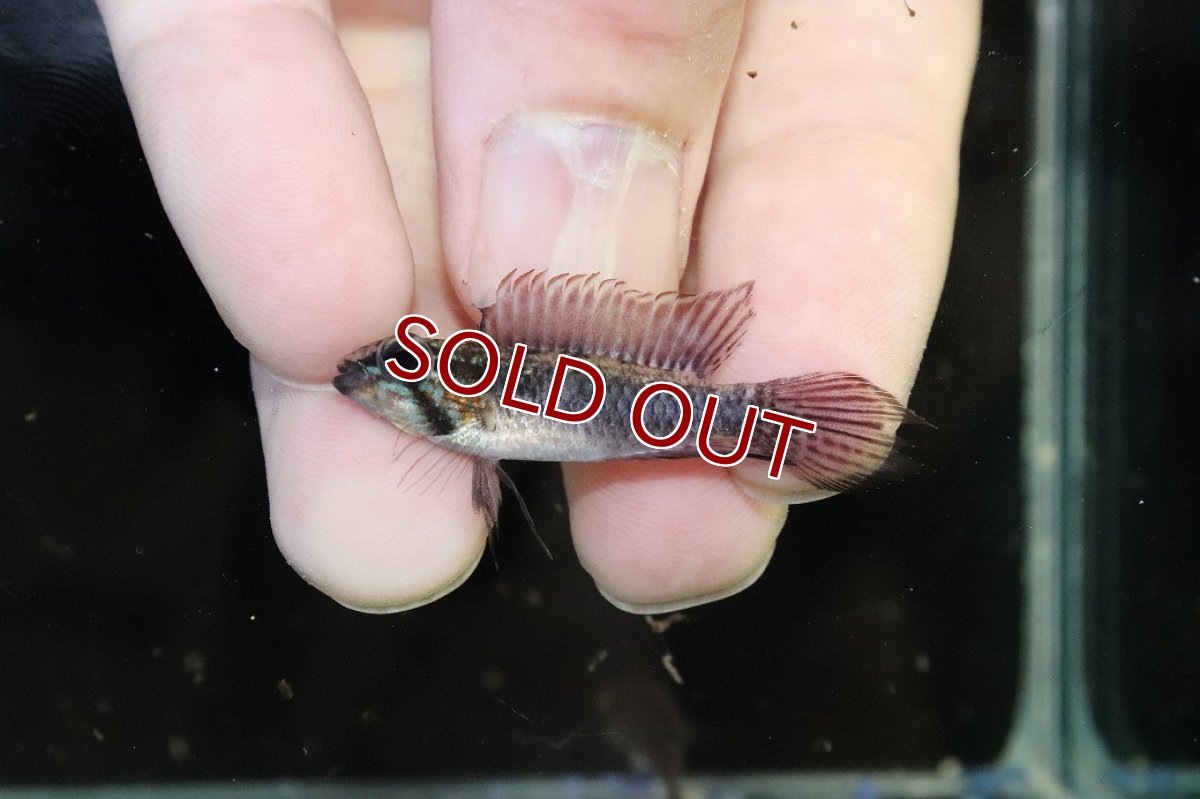 画像2: 【淡水魚】【通販】頬赤 No1 アピストグラマ エリザベサエ イサナ産 ワイルド【１ペア 個体販売】(アピストグラマ)(生体)(熱帯魚)NKAP (2)