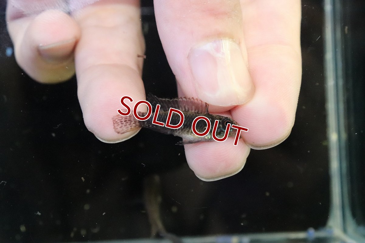 画像3: 【淡水魚】【通販】頬赤 No1 アピストグラマ エリザベサエ イサナ産 ワイルド【１ペア 個体販売】(アピストグラマ)(生体)(熱帯魚)NKAP (3)