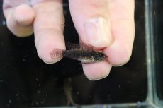 画像3: 【淡水魚】【通販】頬赤 No1 アピストグラマ エリザベサエ イサナ産 ワイルド【１ペア 個体販売】(アピストグラマ)(生体)(熱帯魚)NKAP (3)
