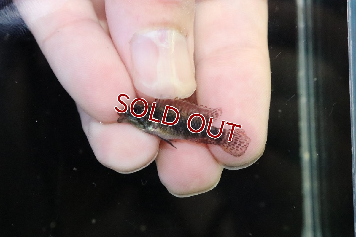 画像4: 【淡水魚】【通販】頬赤 No1 アピストグラマ エリザベサエ イサナ産 ワイルド【１ペア 個体販売】(アピストグラマ)(生体)(熱帯魚)NKAP (4)