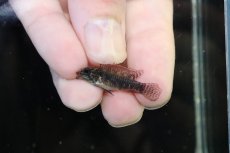 画像4: 【淡水魚】【通販】頬赤 No1 アピストグラマ エリザベサエ イサナ産 ワイルド【１ペア 個体販売】(アピストグラマ)(生体)(熱帯魚)NKAP (4)