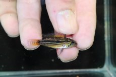 画像1: 【淡水魚】【通販】ブラジル便 No1 アピストグラマ ビタエニアータ リオ タパワ産 ワイルド【１ペア 個体販売】(生体)(熱帯魚)NKAP (1)
