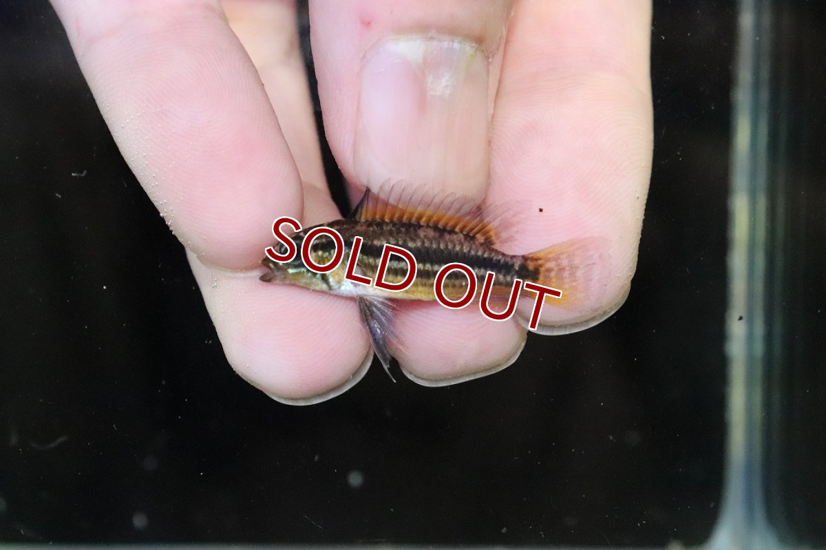 画像2: 【淡水魚】【通販】ブラジル便 No1 アピストグラマ ビタエニアータ リオ タパワ産 ワイルド【１ペア 個体販売】(生体)(熱帯魚)NKAP (2)