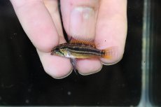 画像2: 【淡水魚】【通販】ブラジル便 No1 アピストグラマ ビタエニアータ リオ タパワ産 ワイルド【１ペア 個体販売】(生体)(熱帯魚)NKAP (2)