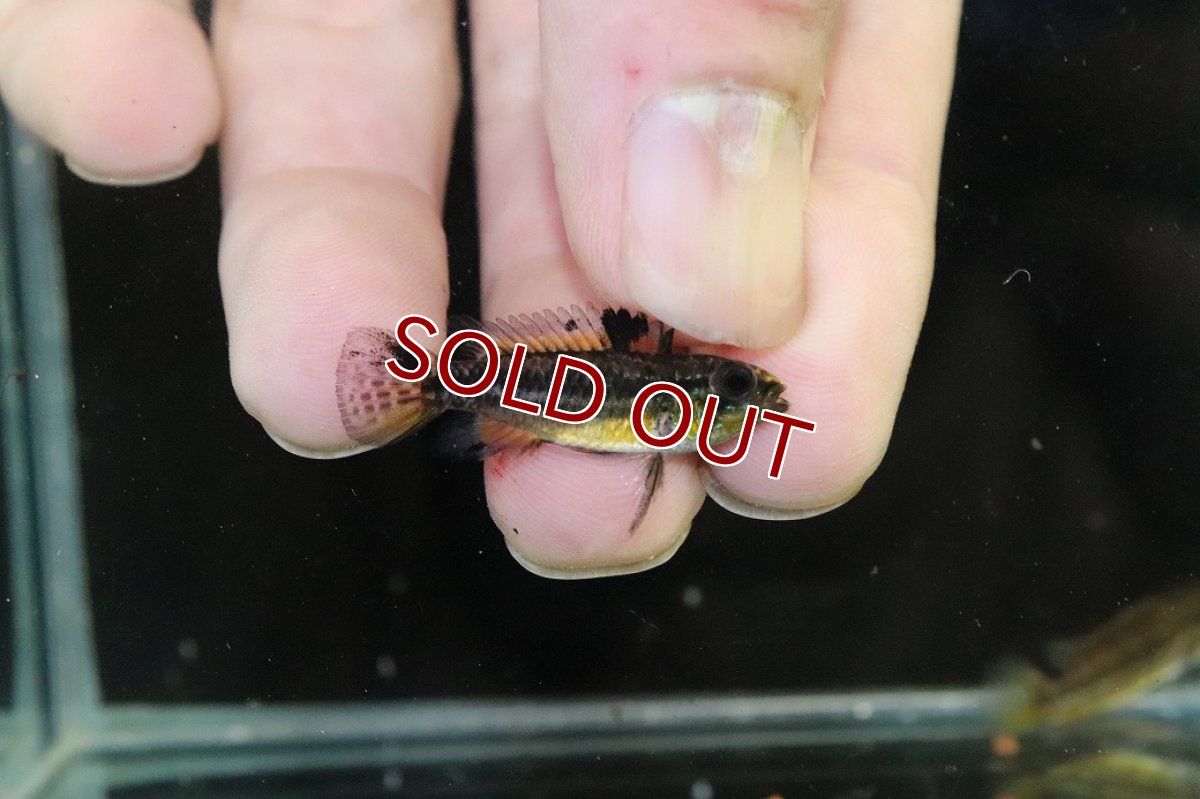 画像3: 【淡水魚】【通販】ブラジル便 No1 アピストグラマ ビタエニアータ リオ タパワ産 ワイルド【１ペア 個体販売】(生体)(熱帯魚)NKAP (3)