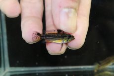 画像3: 【淡水魚】【通販】ブラジル便 No1 アピストグラマ ビタエニアータ リオ タパワ産 ワイルド【１ペア 個体販売】(生体)(熱帯魚)NKAP (3)