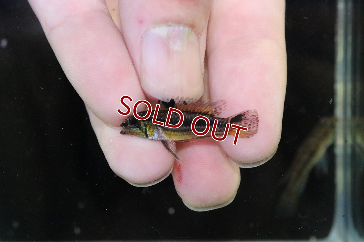 画像4: 【淡水魚】【通販】ブラジル便 No1 アピストグラマ ビタエニアータ リオ タパワ産 ワイルド【１ペア 個体販売】(生体)(熱帯魚)NKAP (4)