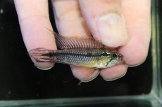 画像1: 【淡水魚】【通販】No1 アピストグラマ アガシジィ アレンカー産 ワイルド【１ペア 個体販売】(アピストグラマ)(生体)(熱帯魚)NKAP (1)